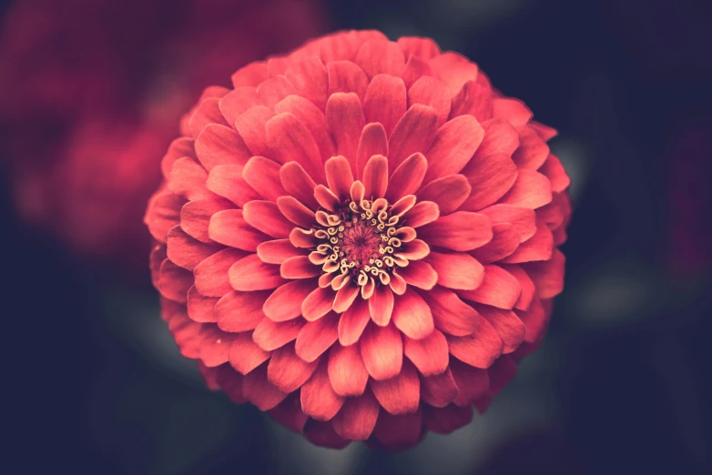 red flower with a very bright center against a dark background