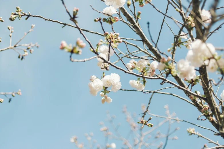 a nch that has white flowers growing on it