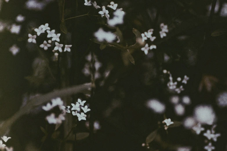 small flowers and some trees with the night light