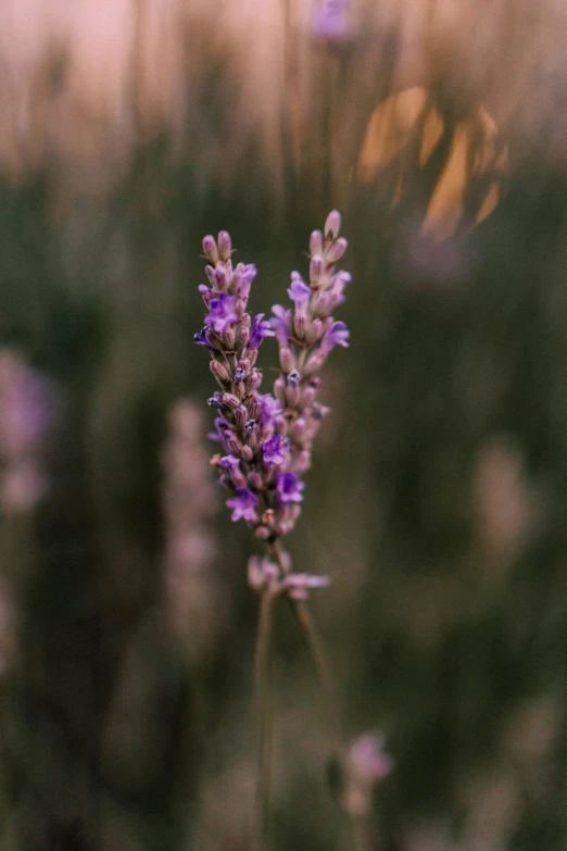 flowers that are growing in some kind of field