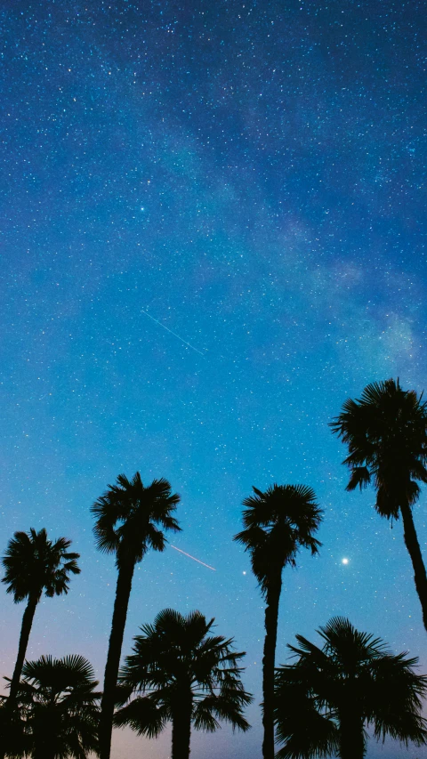 the night sky with palm trees in silhouette