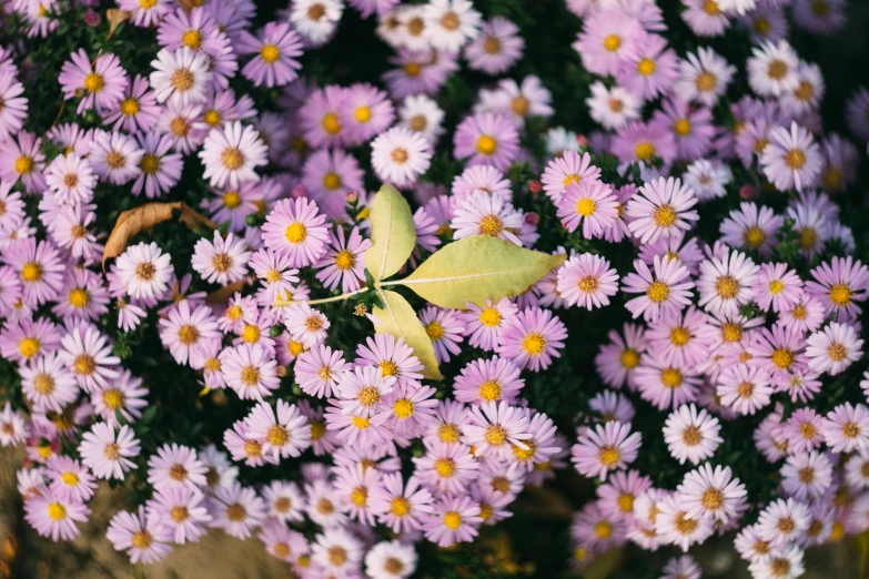 a bunch of small purple flowers with yellow centers