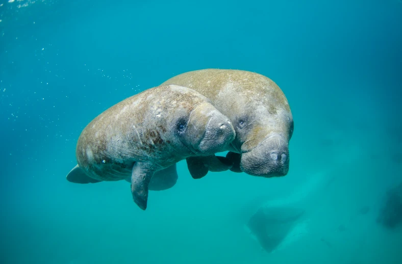 two walins swimming in the ocean near each other