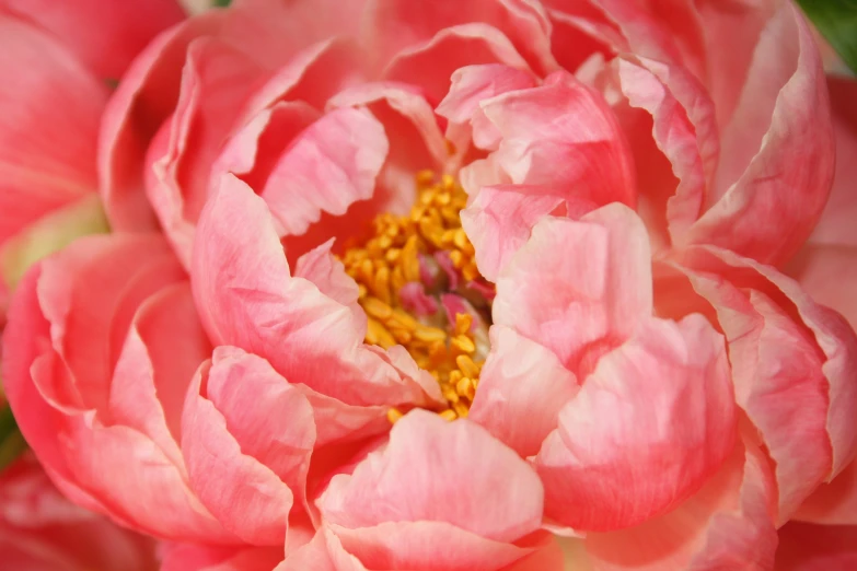 a close up s of the center of a flower