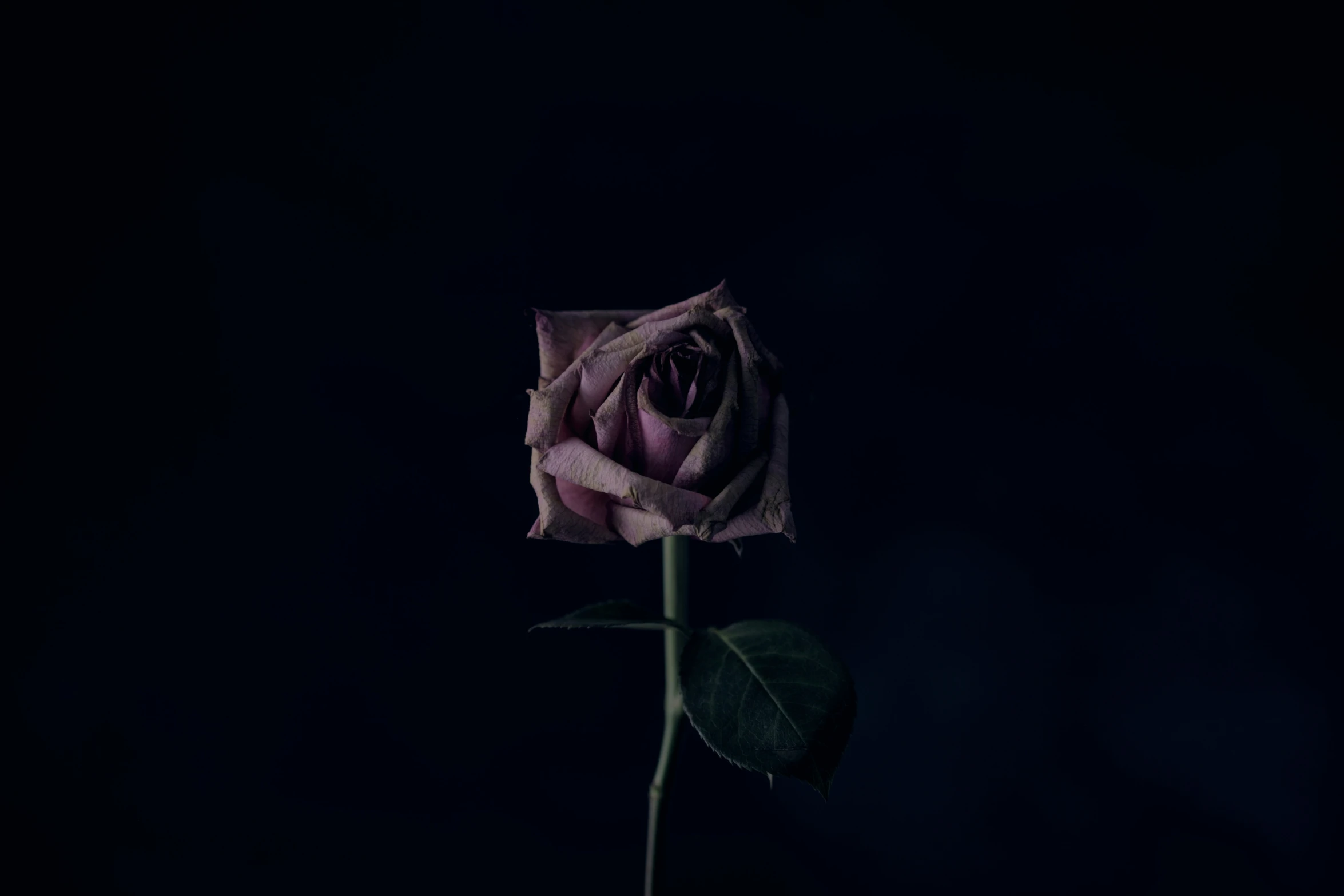 a dark, single, purple rose in bloom with a green stem