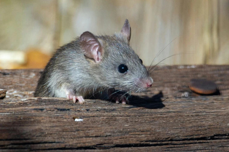 a rat looking at the camera with a wood background