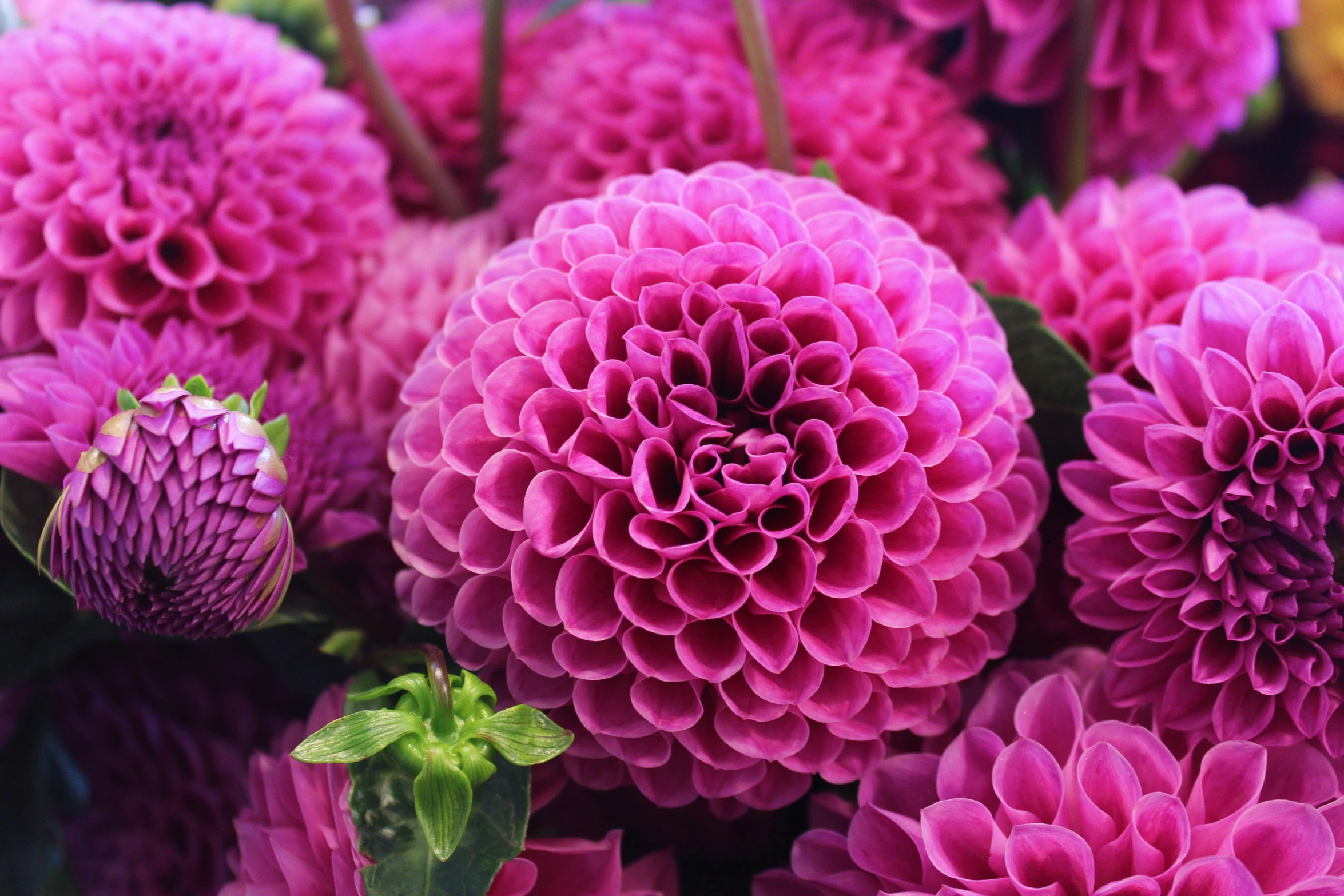 a close up image of flowers in the bouquet