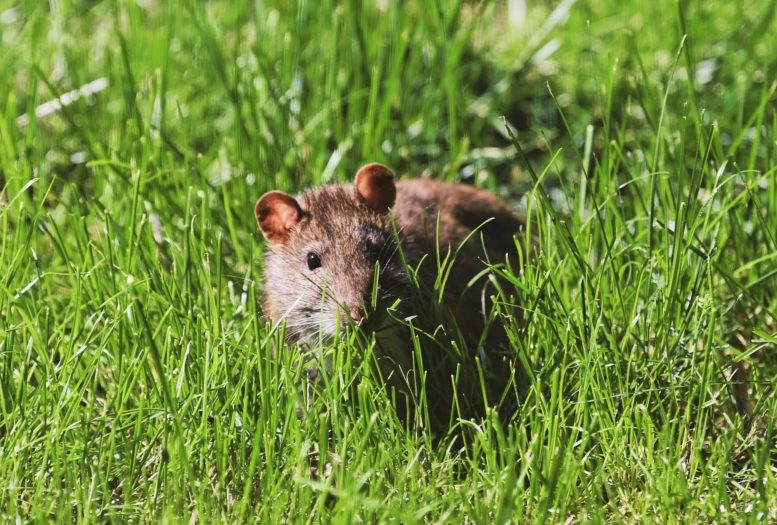 small rat in tall grass looking into the camera