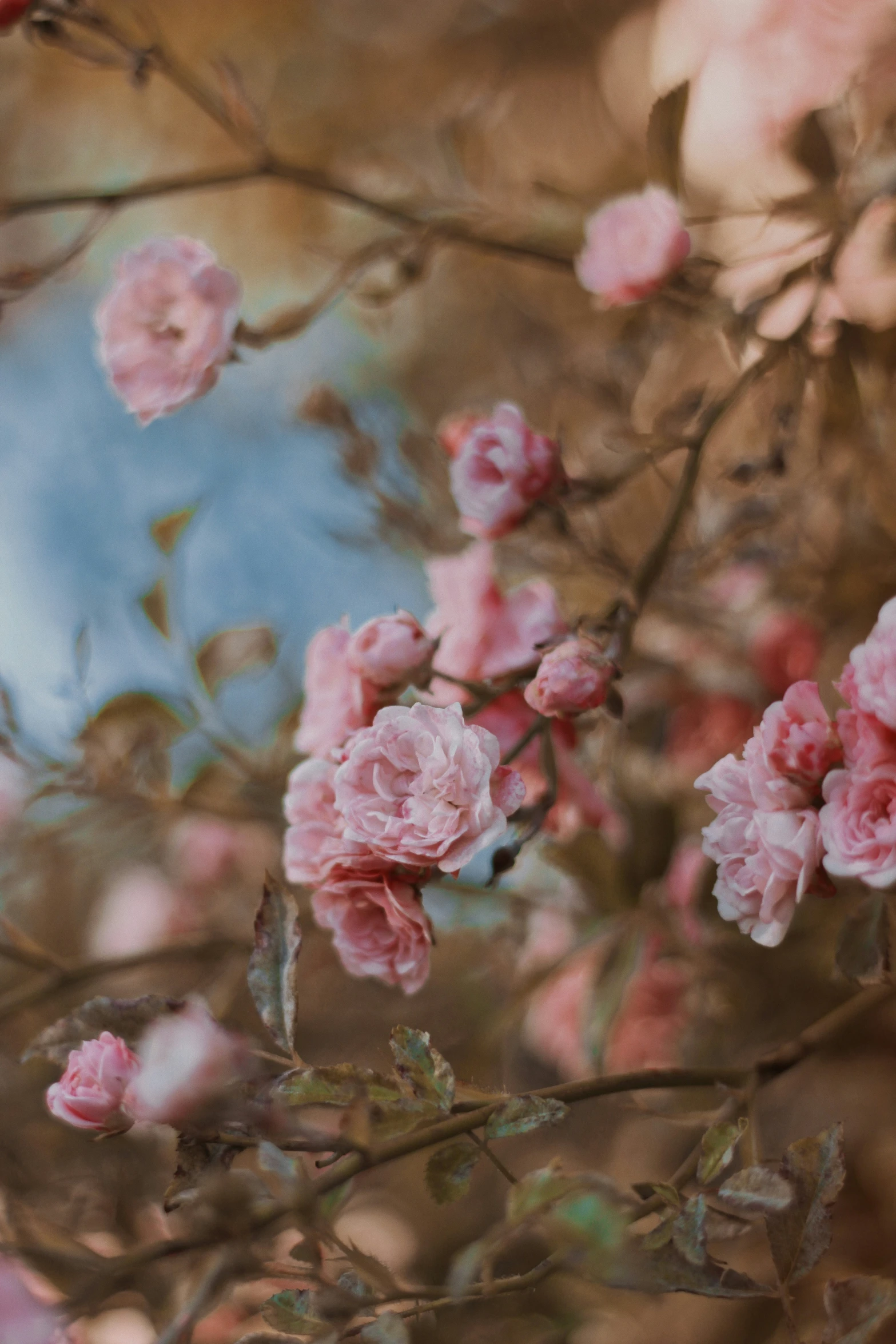 a pink flower and some birds on top of a tree