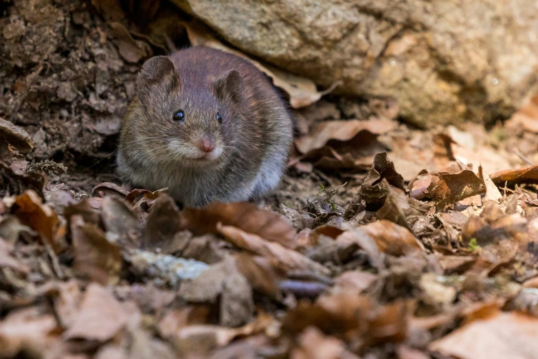a mouse is sitting on the ground among leaves