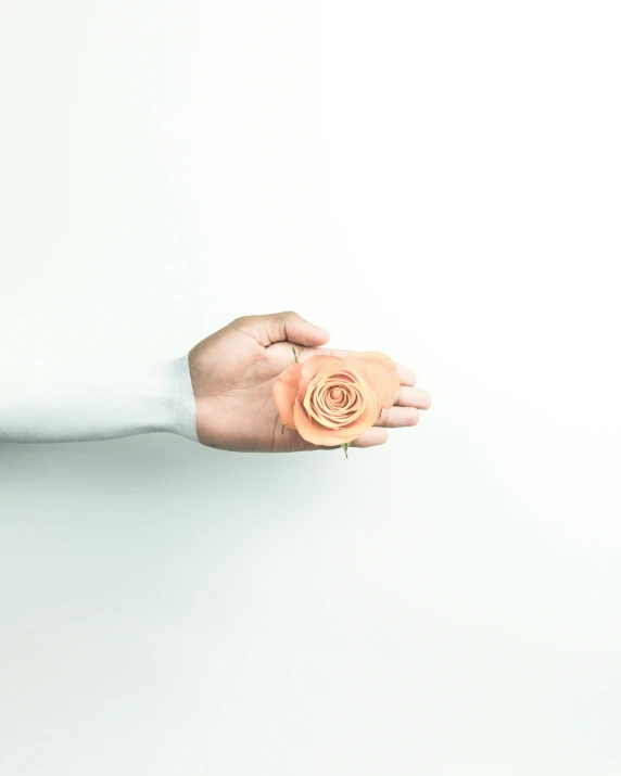 a rose held by a woman's hands