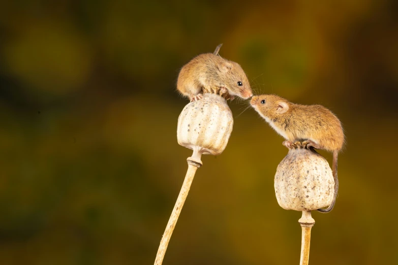 the two mice are sharing the small top half of their ears