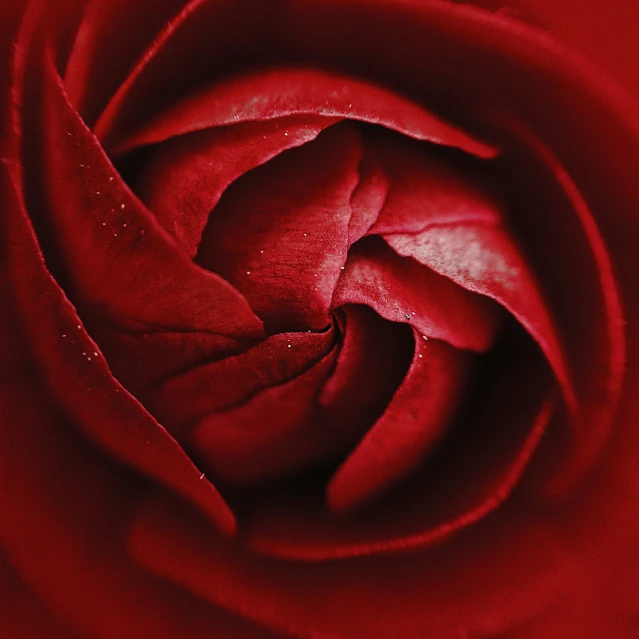 a red rose that is very pretty