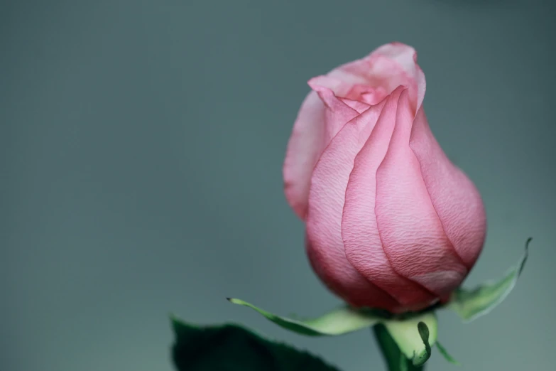 a pink rose is growing on top of a leaf