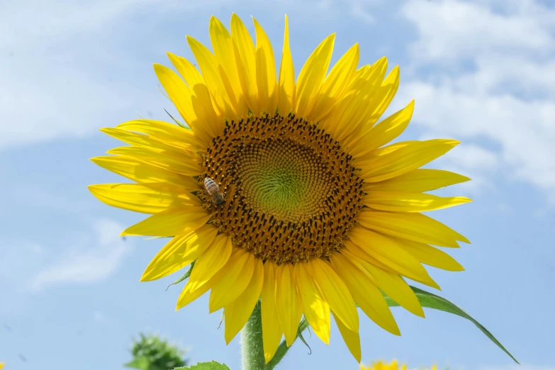 the sunflower has a bug on it