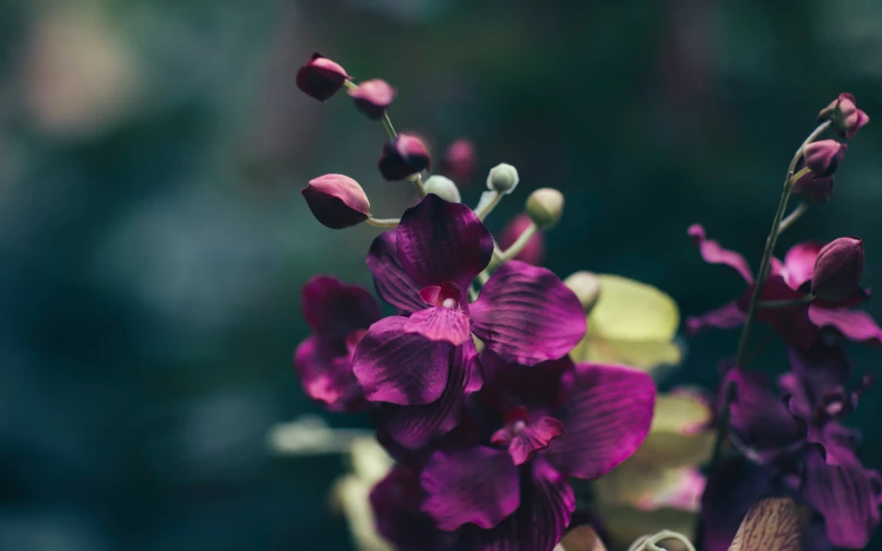 there are many flowers that are growing on the stalk