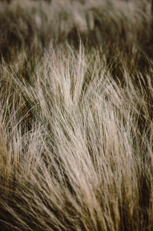 a close up of the long, slender grass