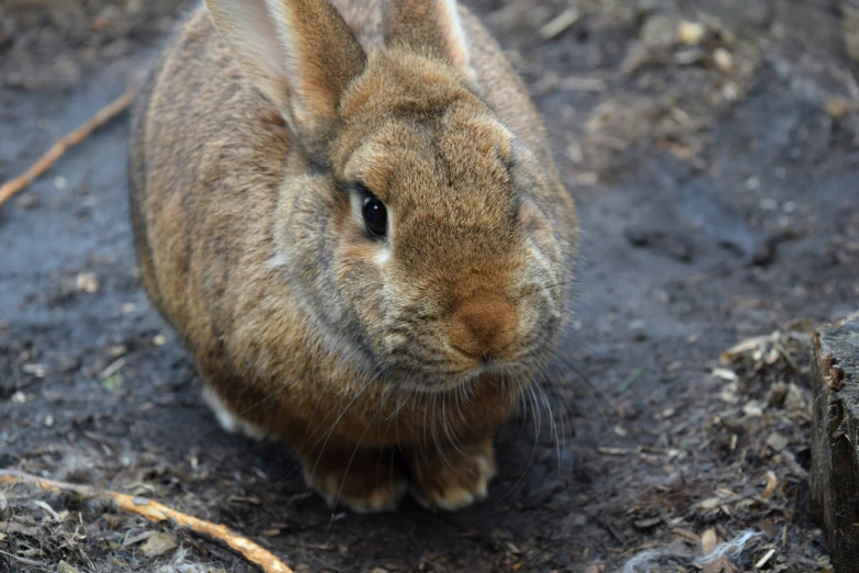 a bunny sits in the dirt and looks off to the right