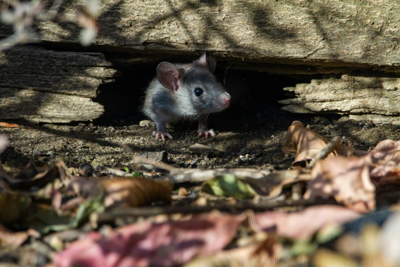 an animal is sitting inside a hole near leaves