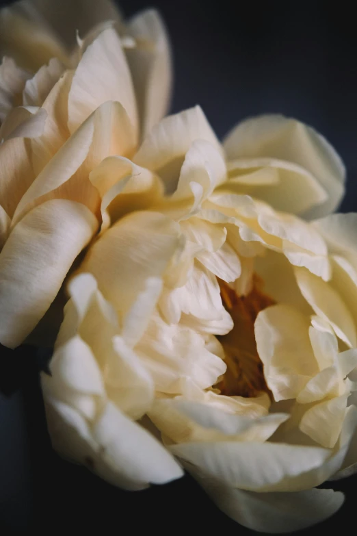 a close up image of a white flower