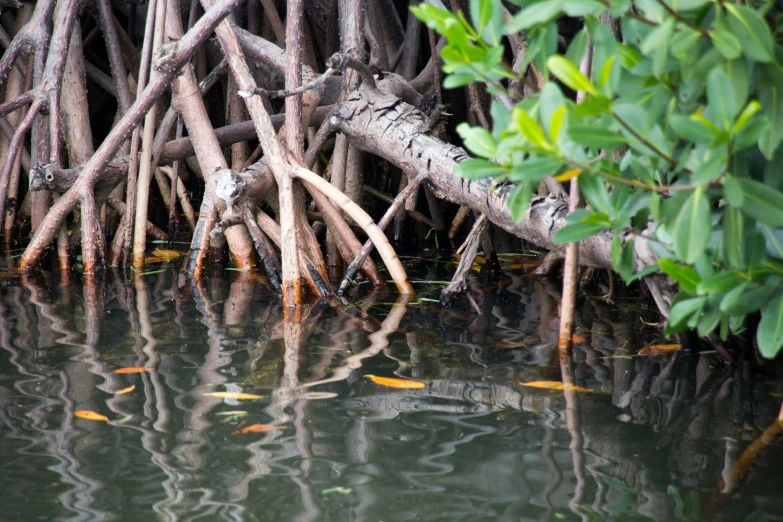 an image of some water and plants in the water