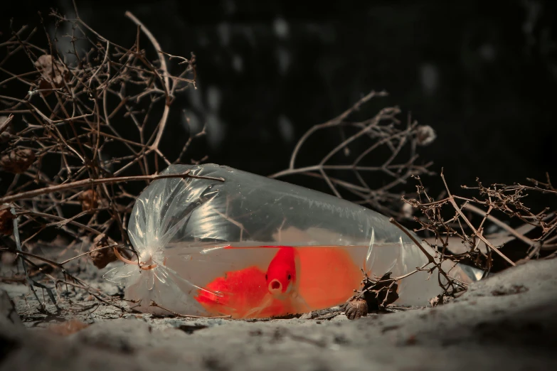 a red fish is in a plastic bag