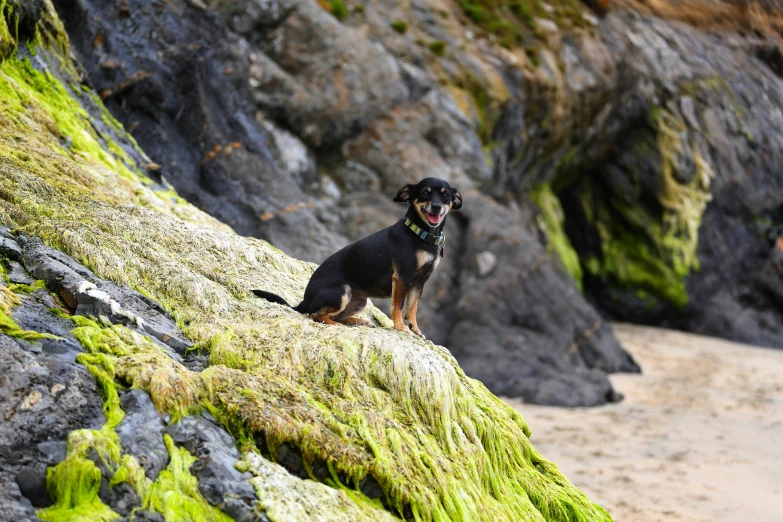 a dog sitting on top of a rock on a beach