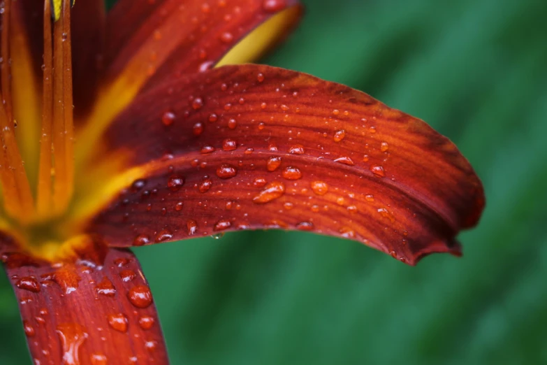 an image of a close up of a red flower