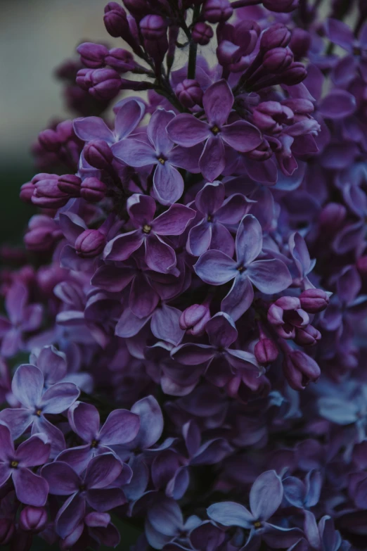 a close up s of purple flowers