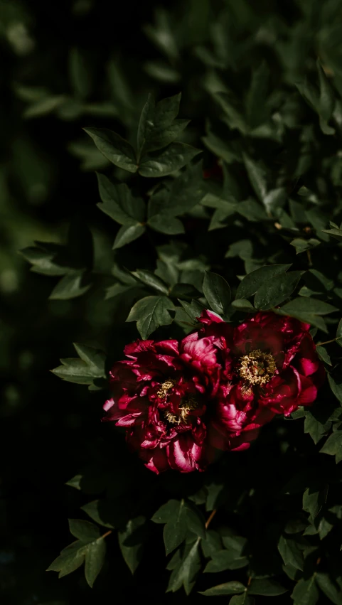 a single flower that is next to some leaves