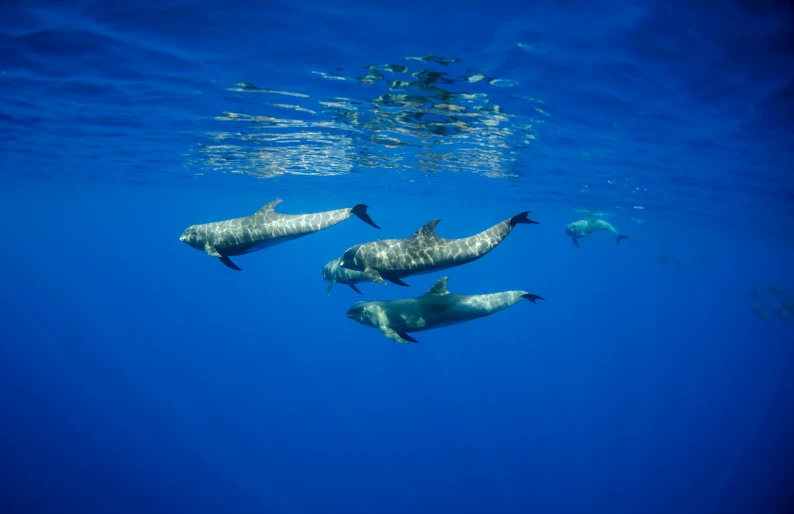 five belons swimming in an ocean near a scuba boat