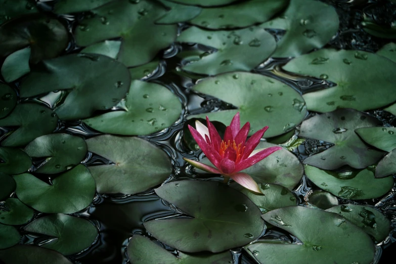 a beautiful red lily blooming among the water lillies