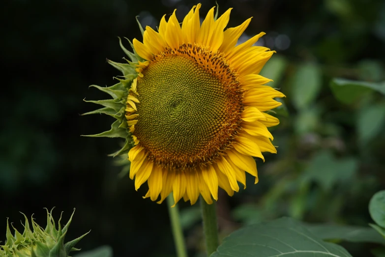 a large yellow flower with a green center