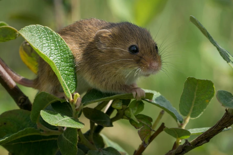 a rodent resting in a tree nch while looking at the camera