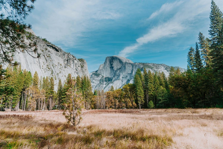 a field that is very dry and very tall