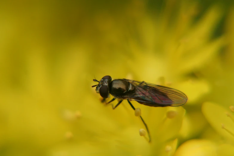 a fly that is sitting on a flower