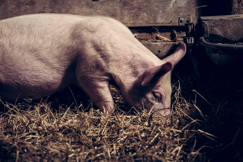 a pig eating hay inside of a barn