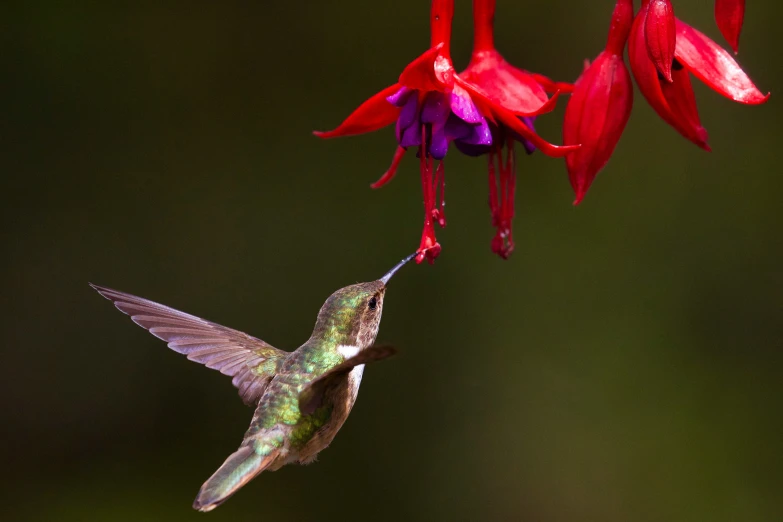 a hummingbird is hovering with purple and green flowers