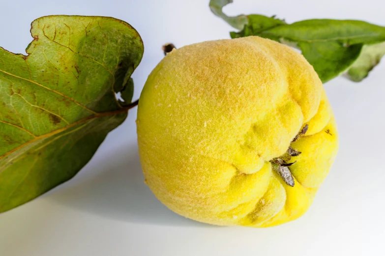 an apple with a leaf and another apple behind it