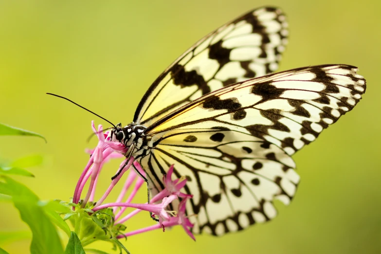 a erfly that is sitting on a pink flower