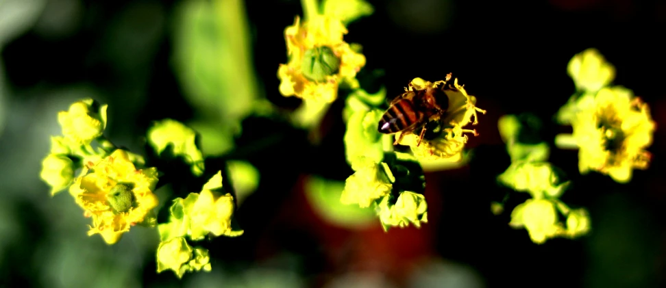 a small, bee on a small flower in the sun