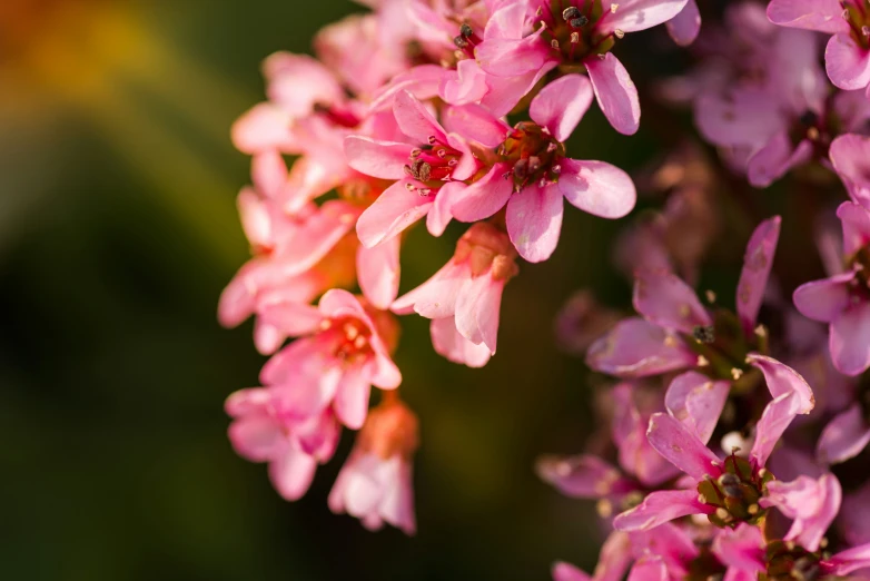 a bunch of pink flowers that are on the same nch