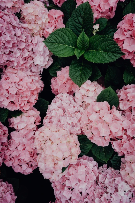 a very close up picture of some pretty flowers