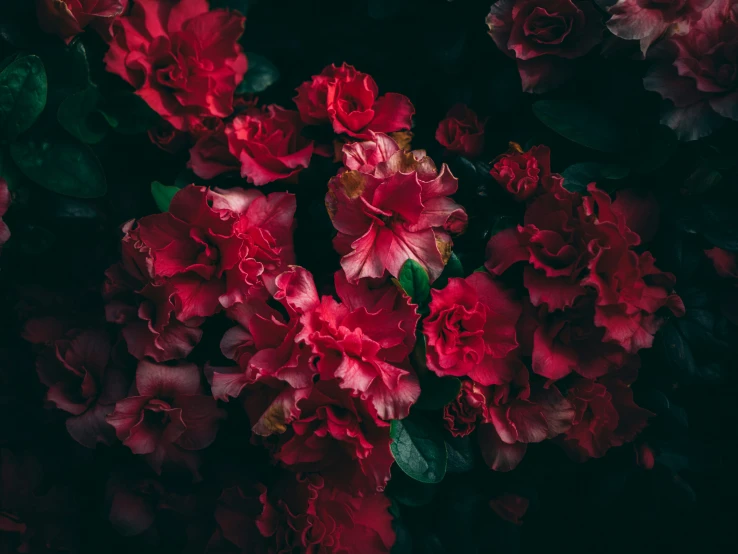 a bunch of red flowers are arranged together