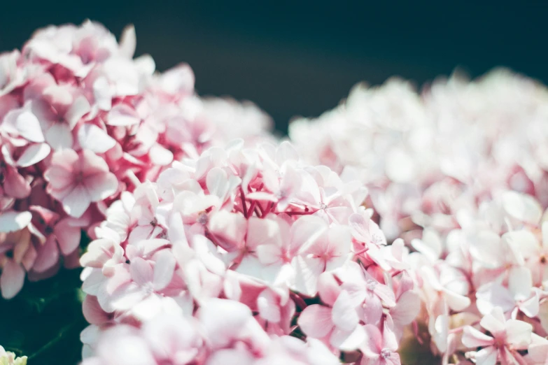 pink flowers that are in front of a window