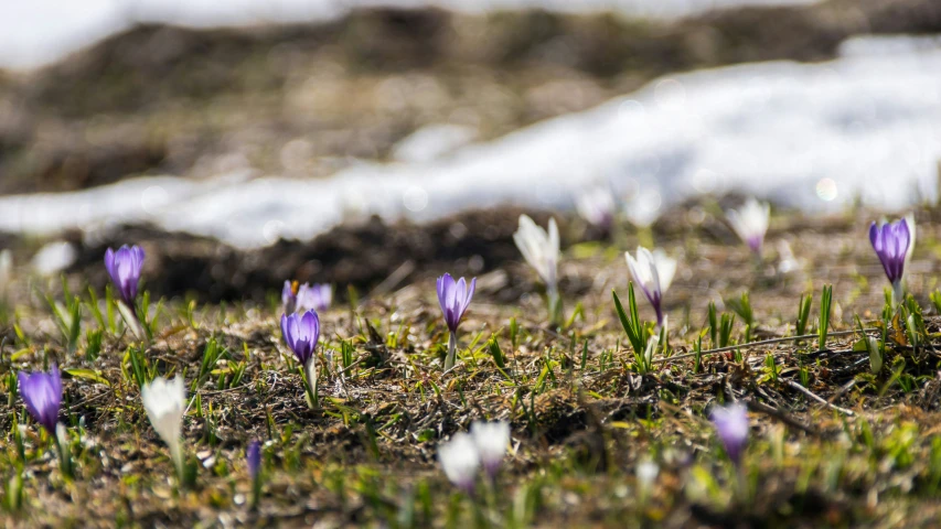 crocbos flowers in an icy landscape with snow on the ground