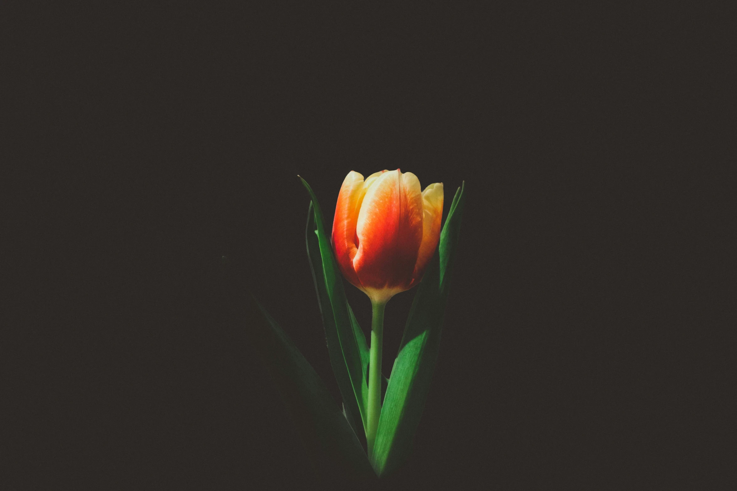 a single flower on top of green stems