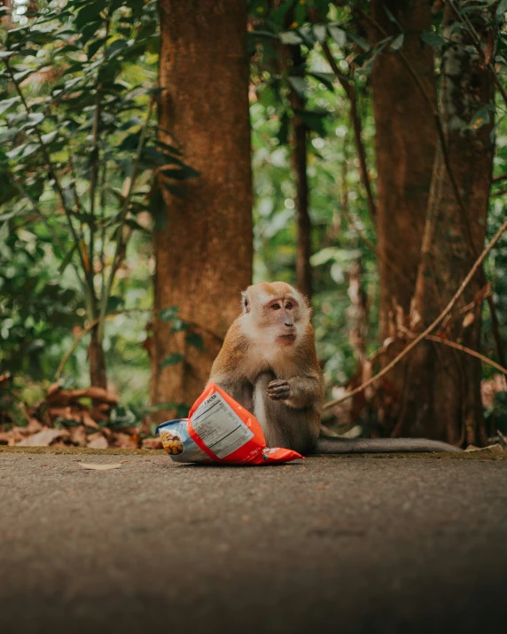 a monkey with an orange bag sitting on the ground