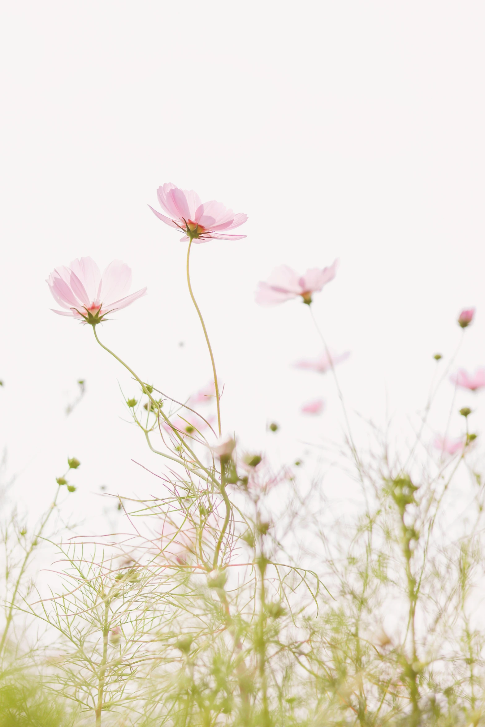 a few flowers are in a field on a cloudy day