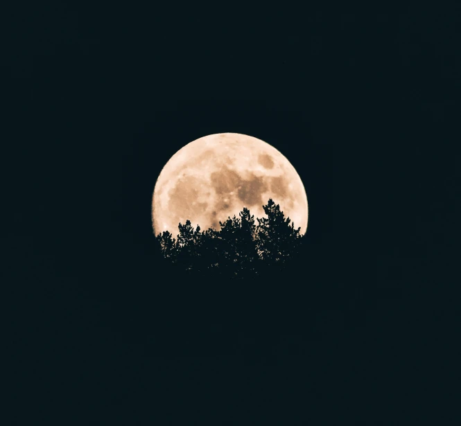 full moon in a clear night sky over some trees